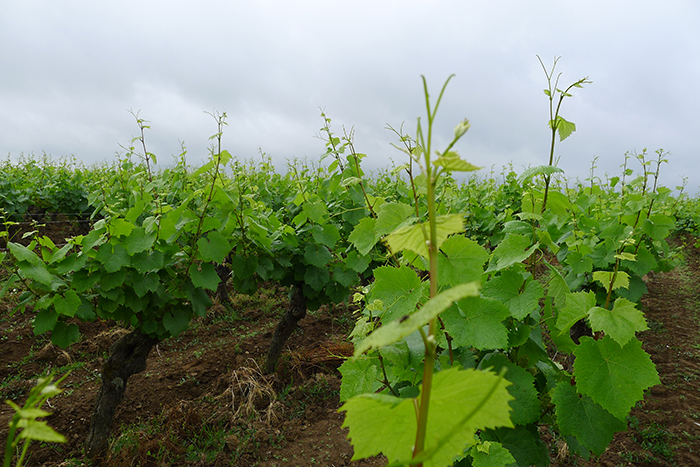 Une matinée dans les vignes avec Sarmance